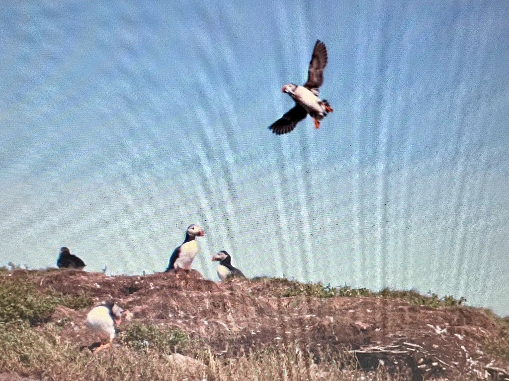 Atlantic Puffin - ML620785023