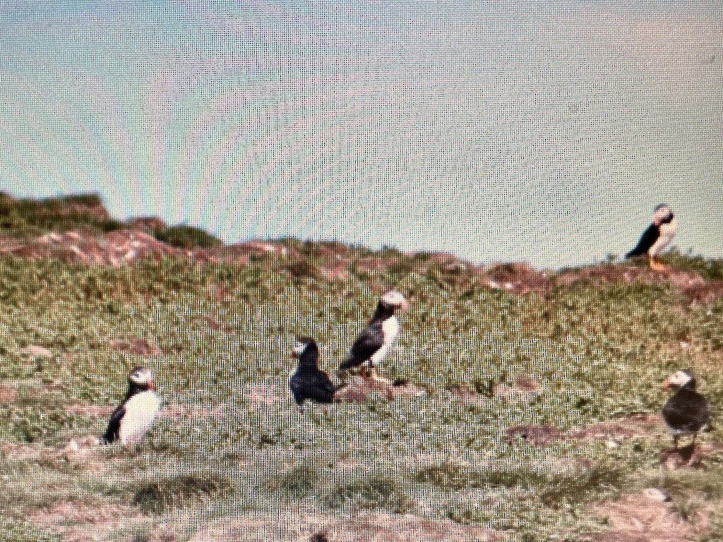 Atlantic Puffin - ML620785024