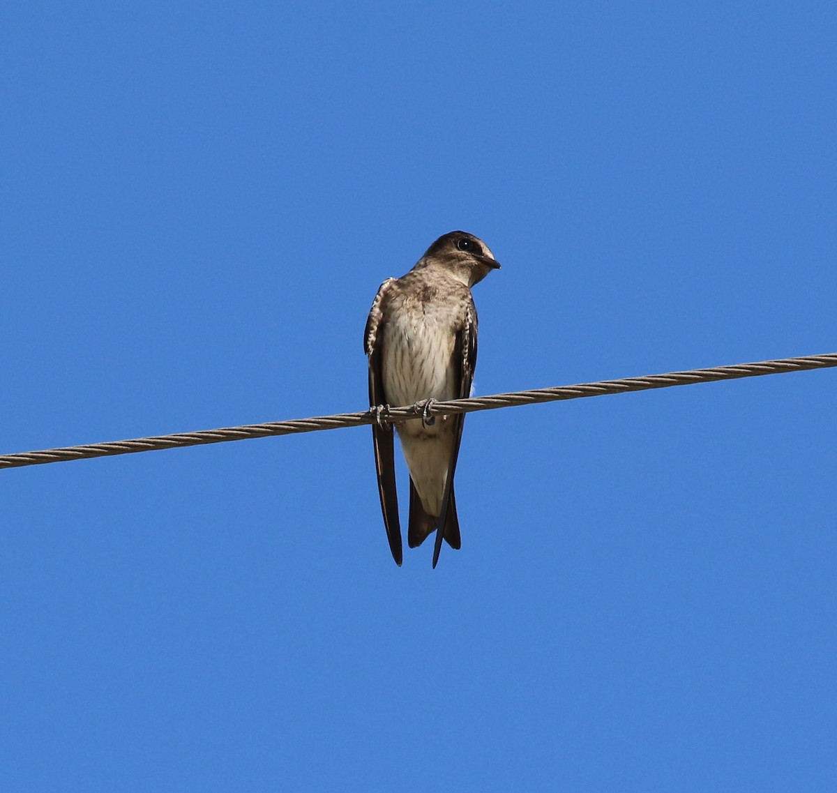 Purple Martin - ML620785025