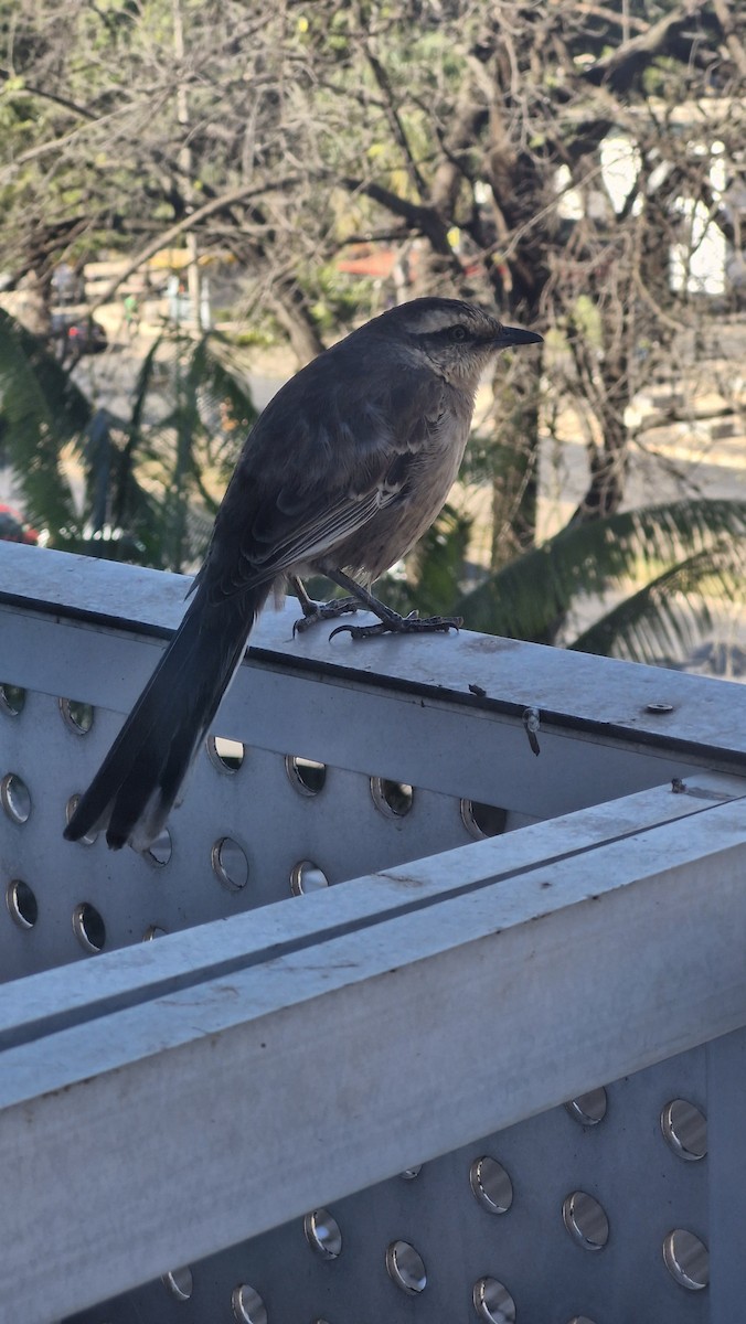 Chalk-browed Mockingbird - ML620785029