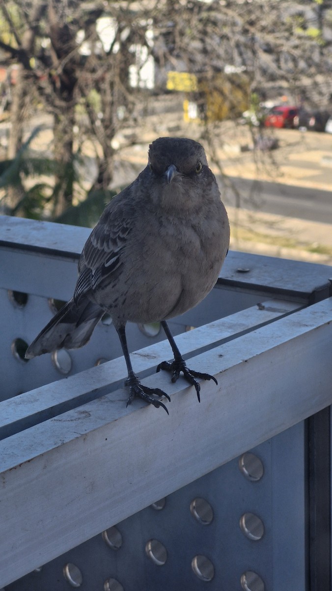 Chalk-browed Mockingbird - ML620785031