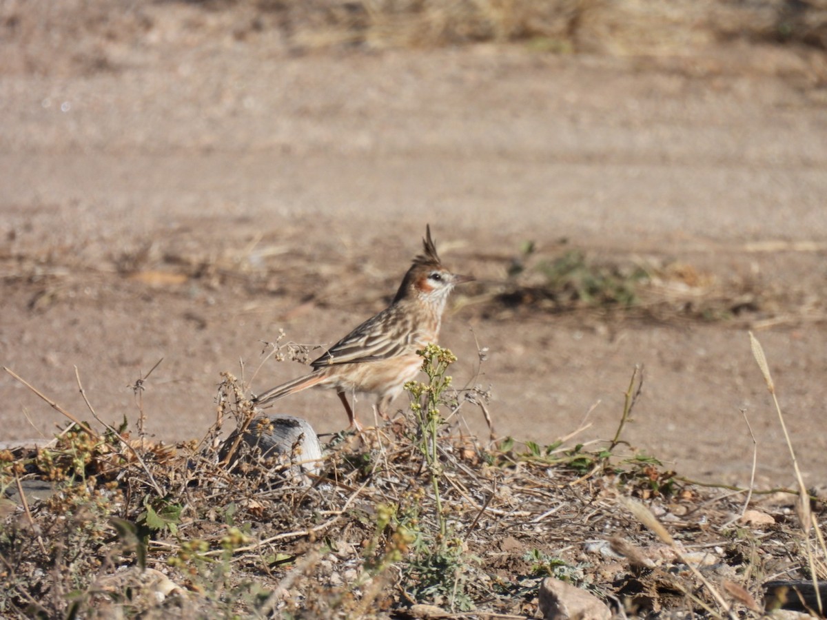 Lark-like Brushrunner - ML620785052