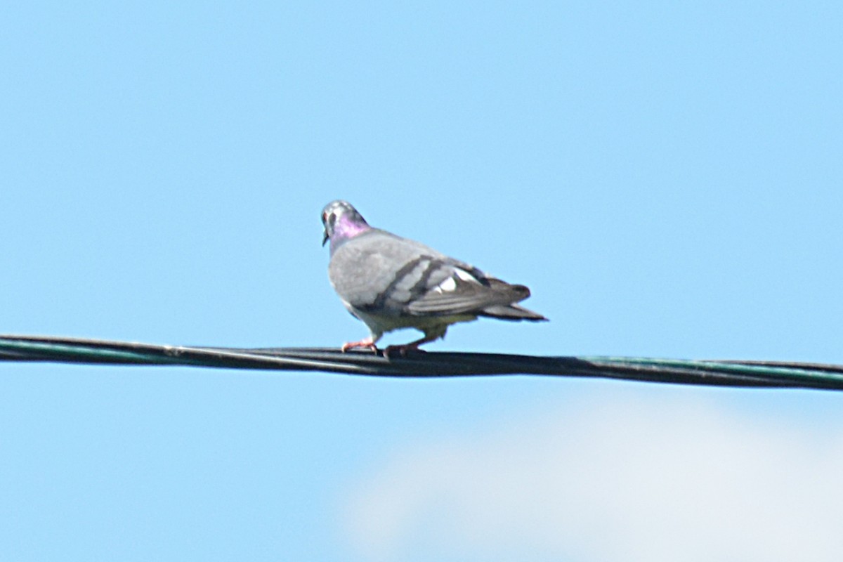 Rock Pigeon (Feral Pigeon) - ML620785053