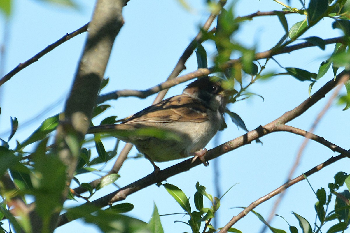 Eurasian Tree Sparrow - ML620785092