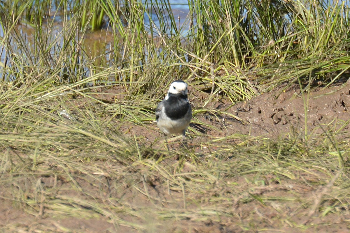 White Wagtail - ML620785095