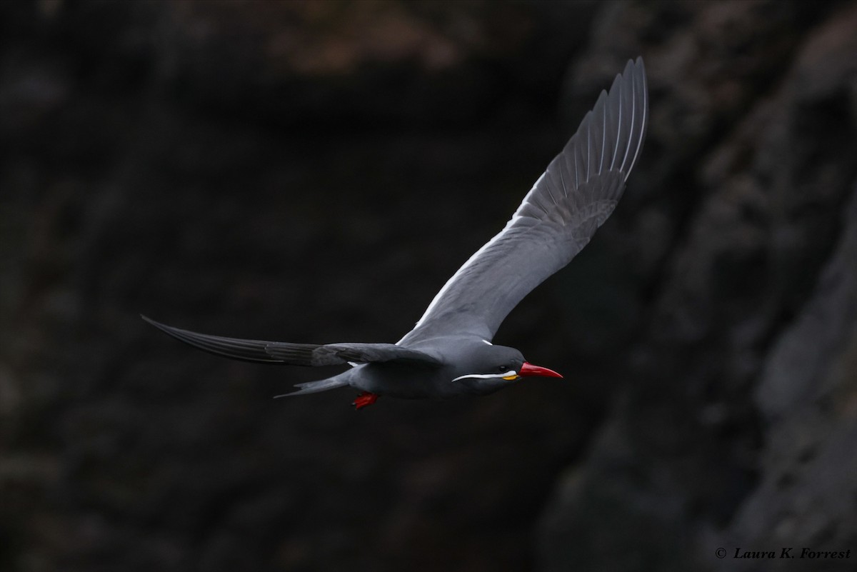 Inca Tern - Laura Forrest