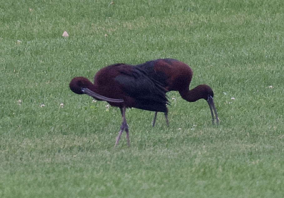 Glossy Ibis - Christopher Veale
