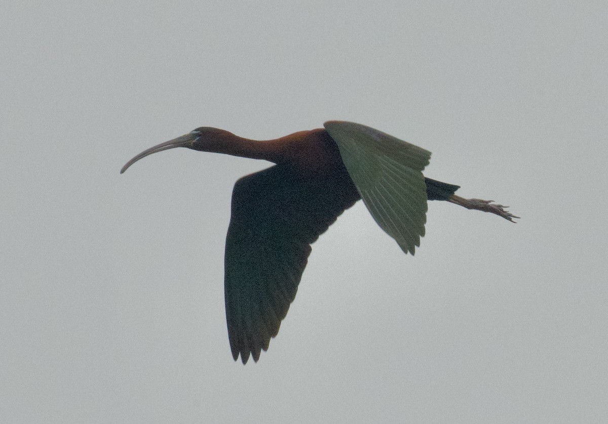 ibis hnědý - ML620785116