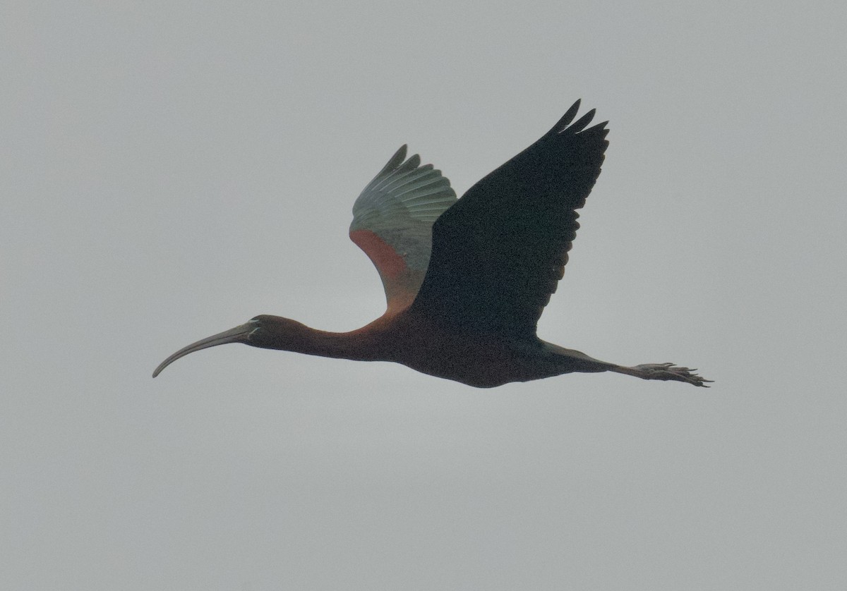 ibis hnědý - ML620785117