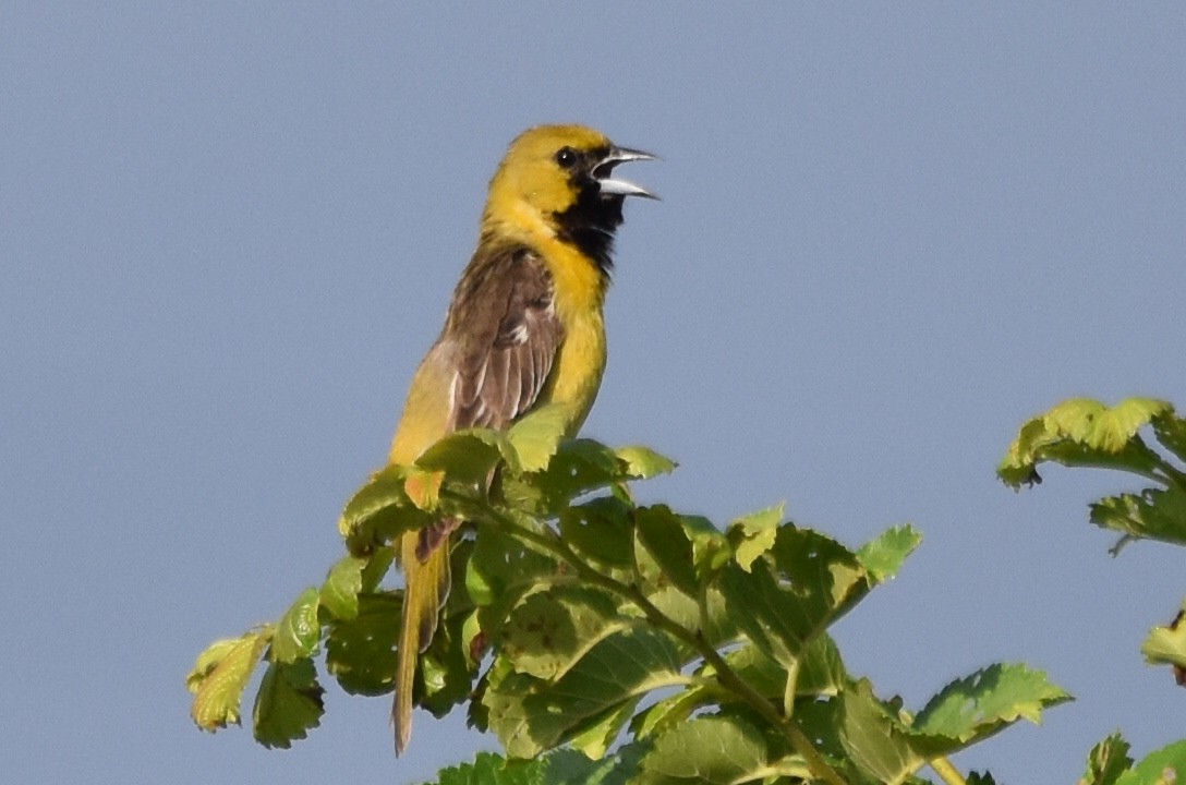 Orchard Oriole - ML620785125