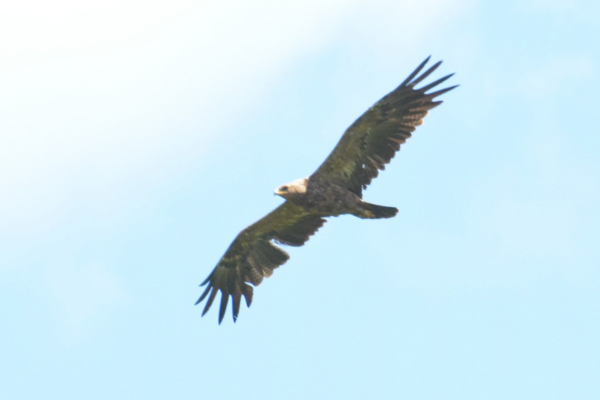 Lesser Spotted Eagle - ML620785146