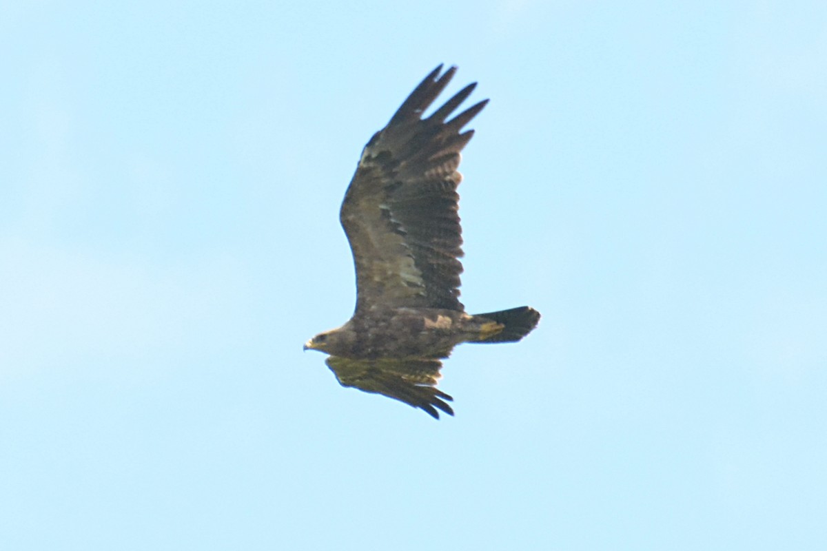 Lesser Spotted Eagle - ML620785147