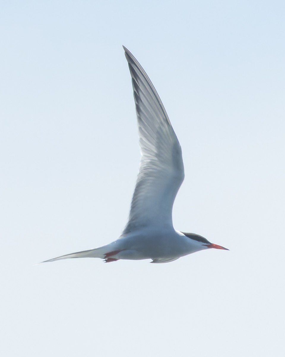 Common Tern - ML620785156