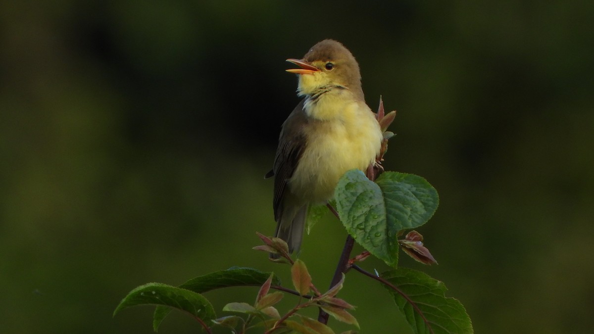 Melodious Warbler - ML620785171