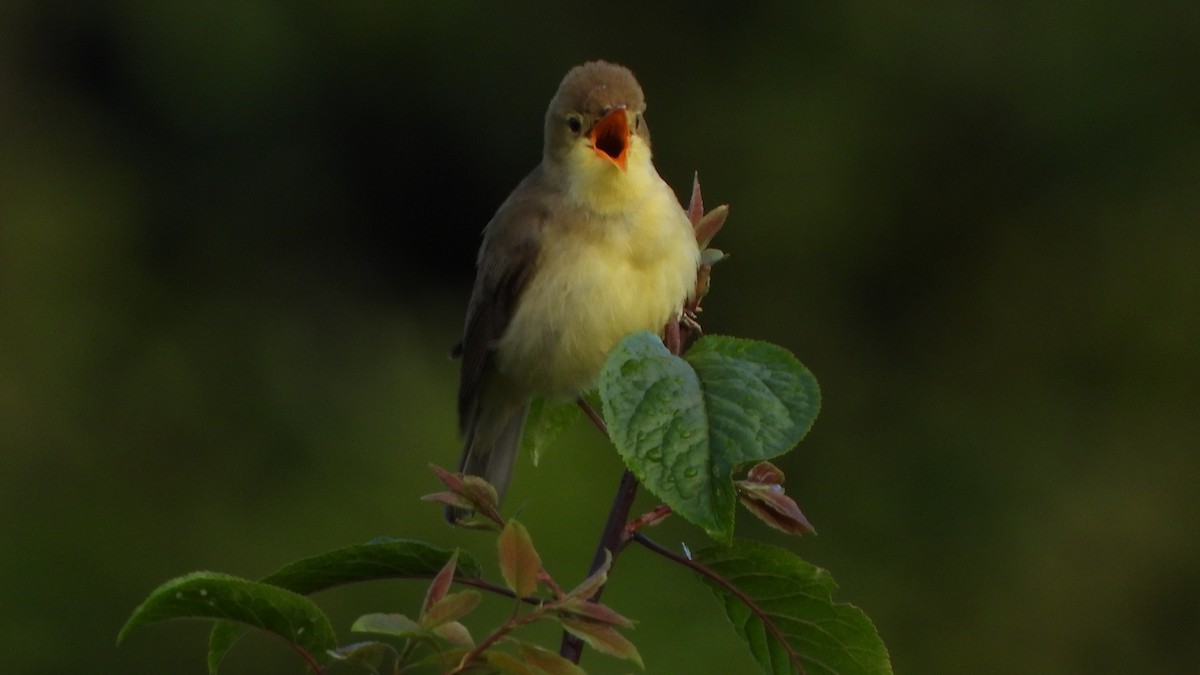 Melodious Warbler - ML620785172