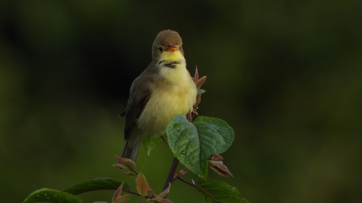 Melodious Warbler - ML620785173