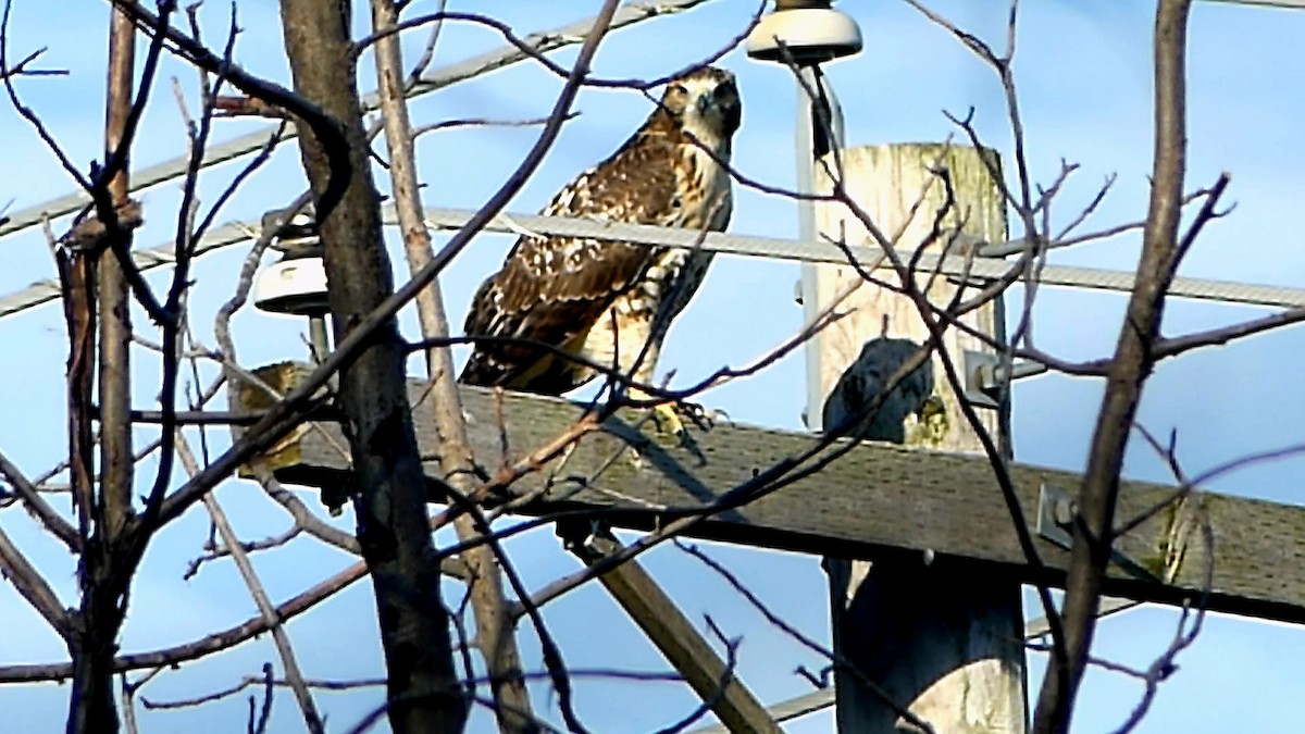 Red-tailed Hawk - ML620785187