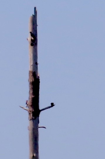 Red-headed Woodpecker - ML620785205