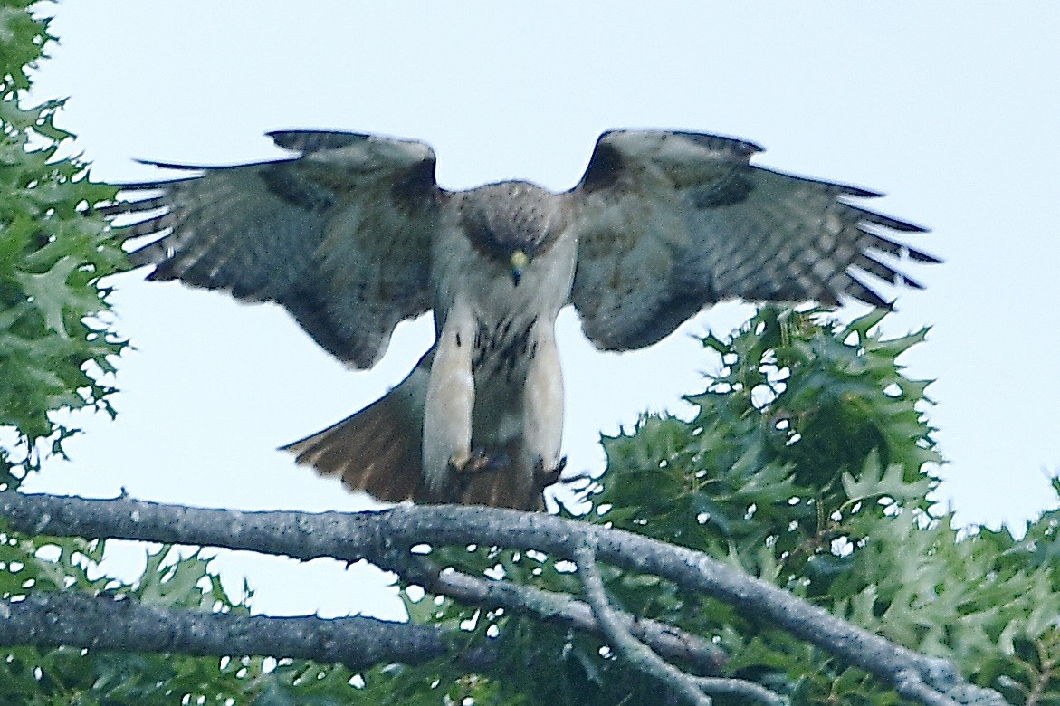 Red-tailed Hawk - ML620785212
