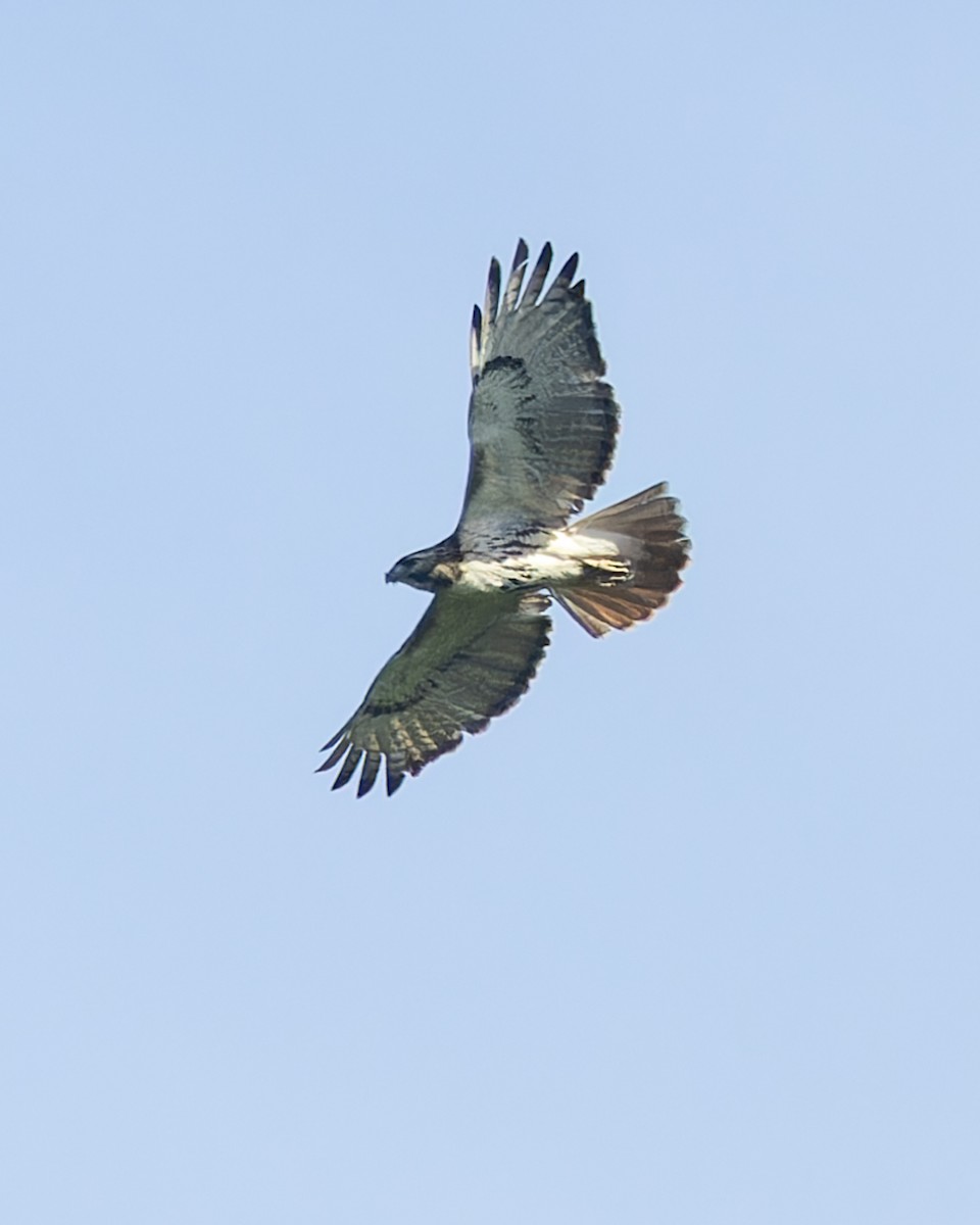 Red-tailed Hawk - ML620785214