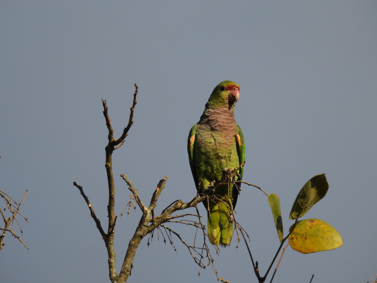 ブドウイロボウシインコ - ML620785235