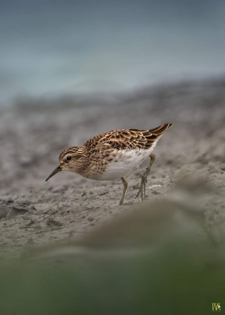 Langzehen-Strandläufer - ML620785256