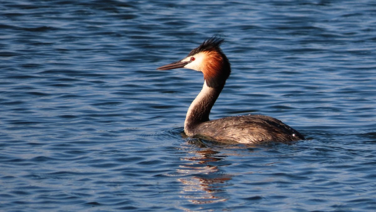 Great Crested Grebe - ML620785260