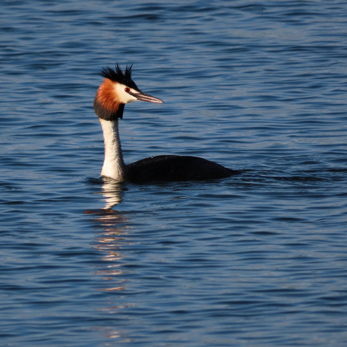 Great Crested Grebe - ML620785262