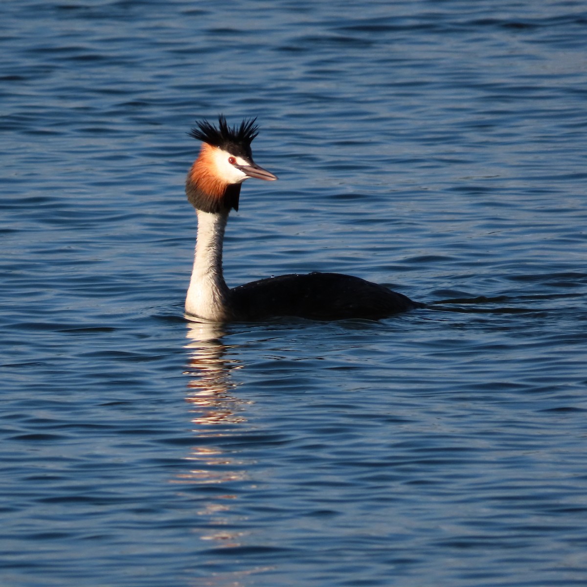 Great Crested Grebe - ML620785263