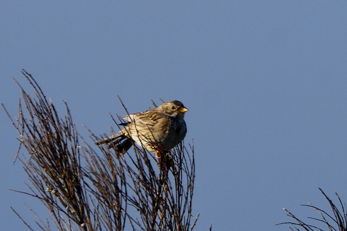 Corn Bunting - ML620785267