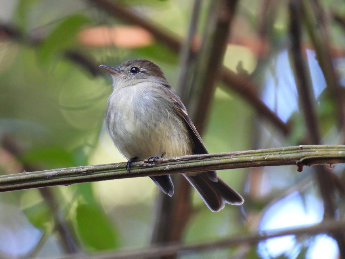 Euler's Flycatcher - ML620785277