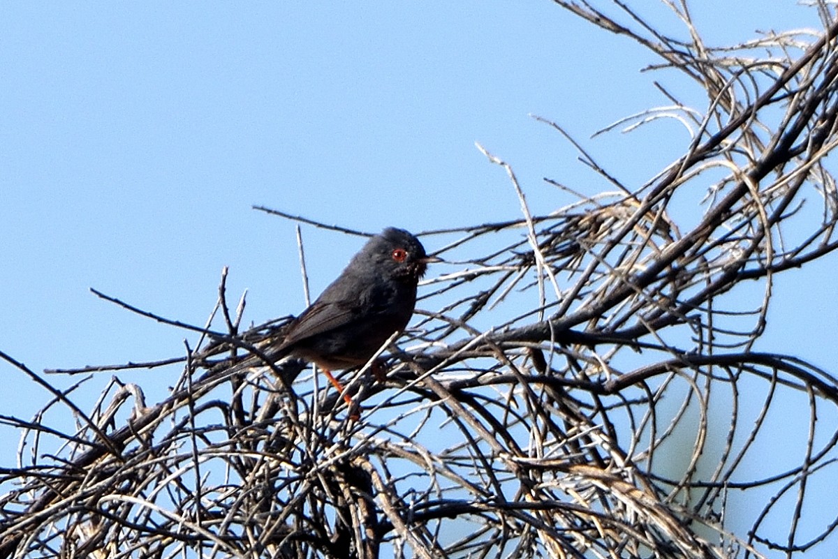 Dartford Warbler - ML620785282