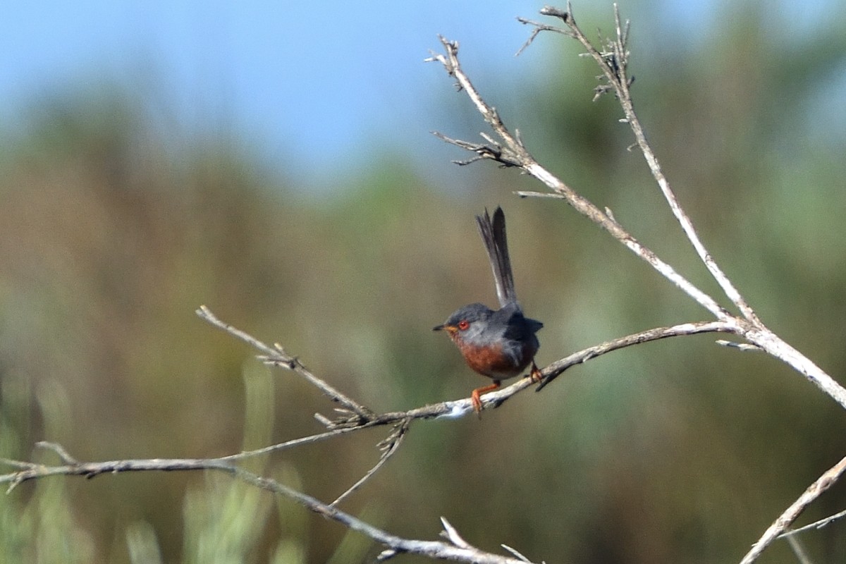 Dartford Warbler - ML620785284