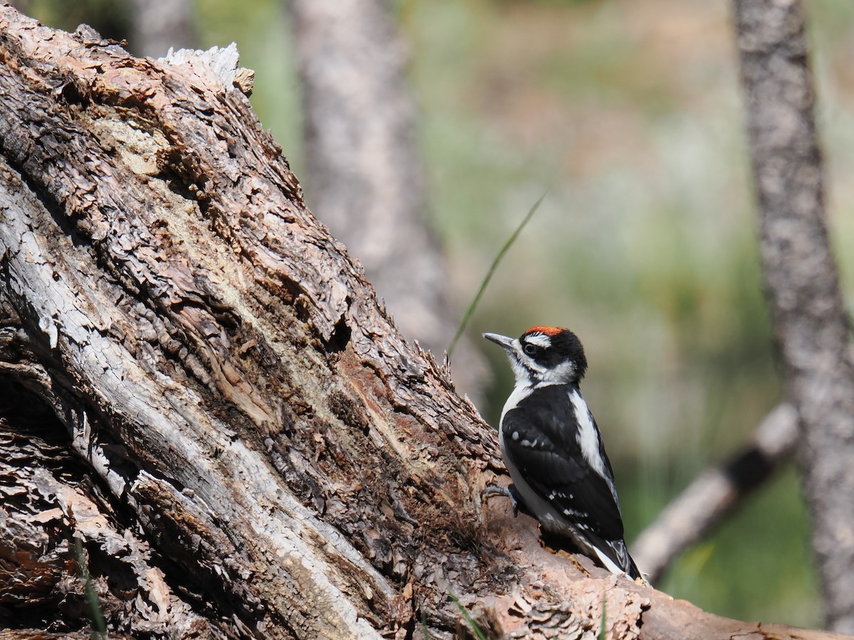Hairy Woodpecker - ML620785290
