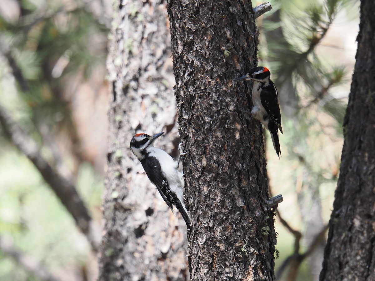 Hairy Woodpecker - ML620785291