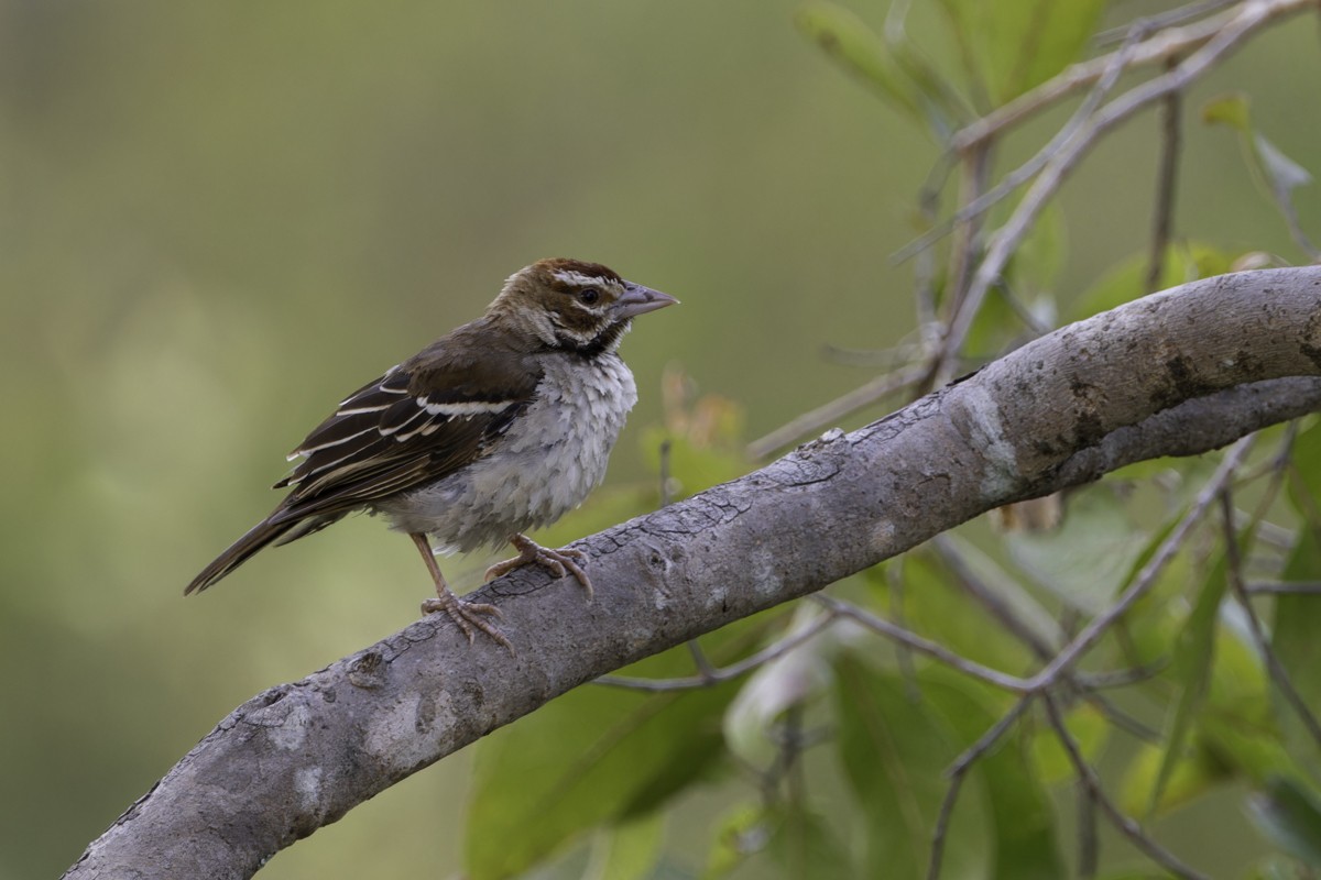 Chestnut-crowned Sparrow-Weaver - Raphael Lebrun