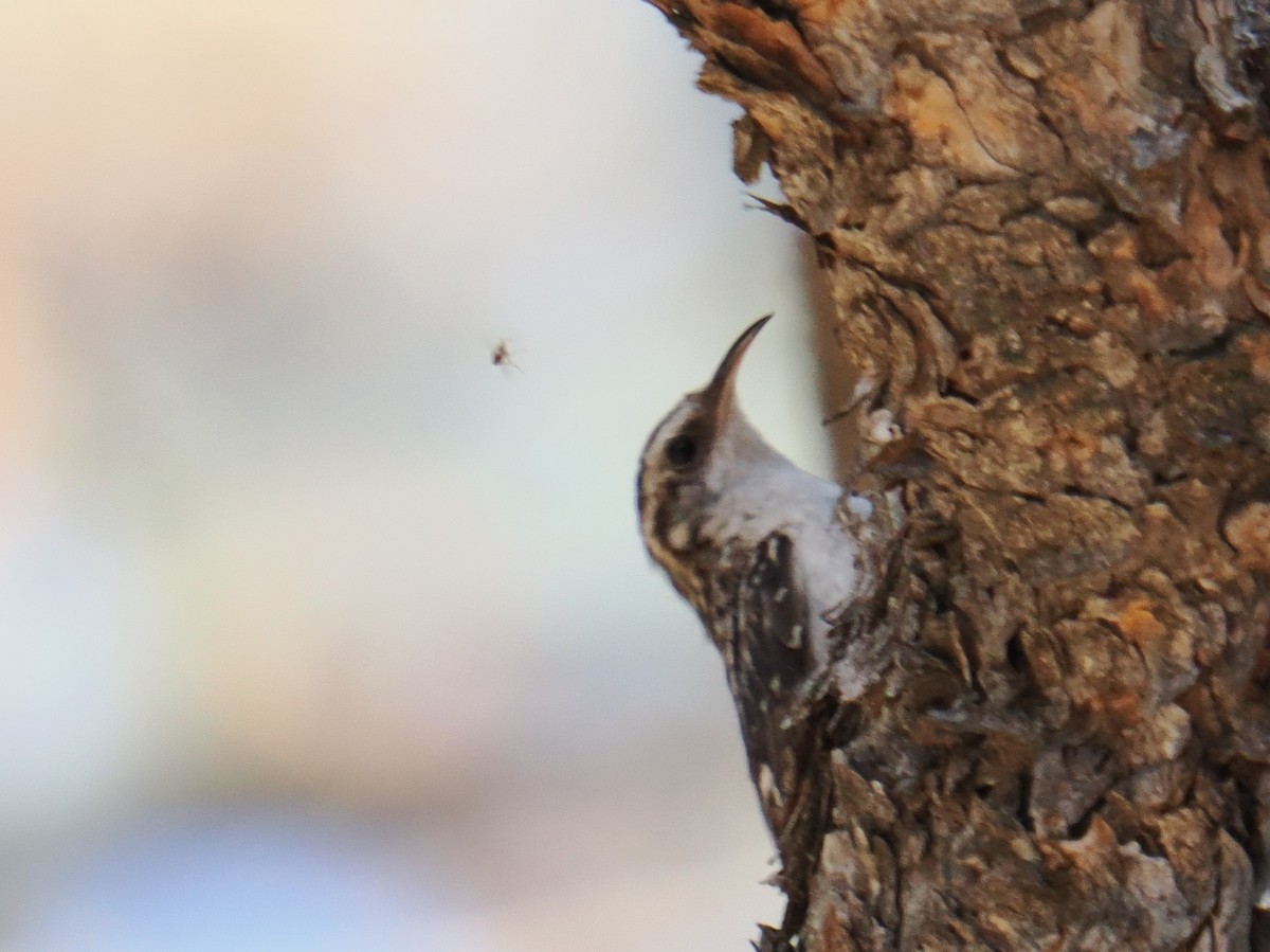 Brown Creeper - ML620785296