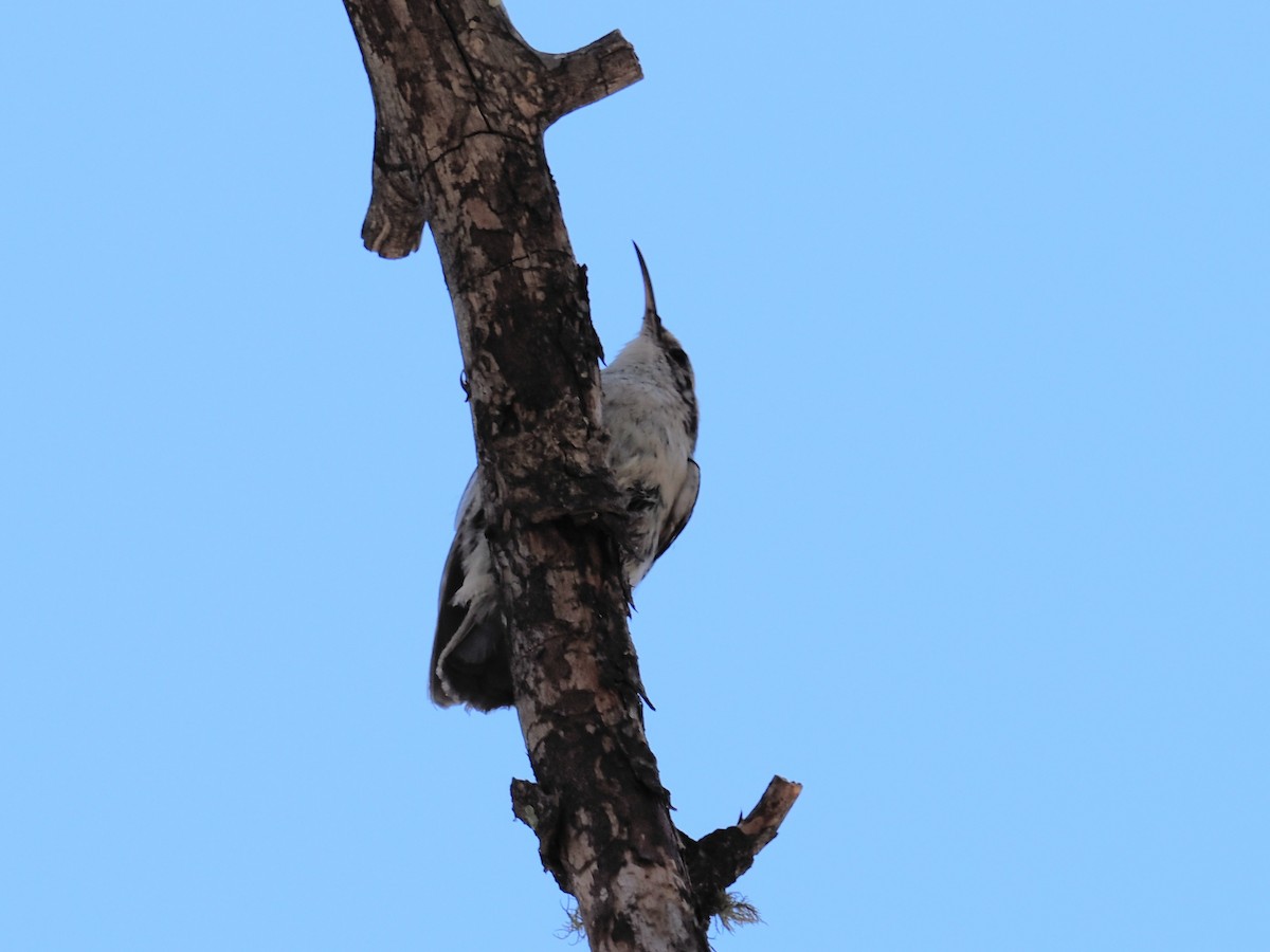 Brown Creeper - ML620785297