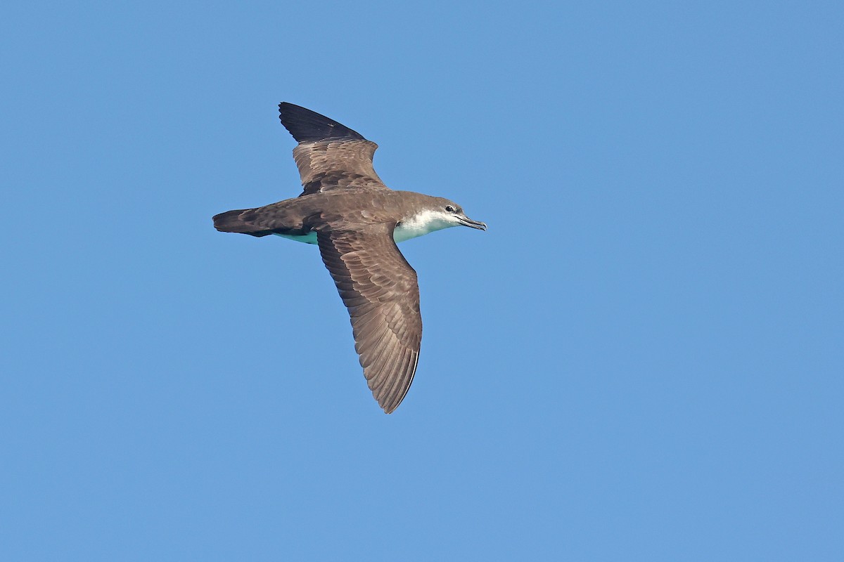 Pardela de Galápagos (alas claras) - ML620785303