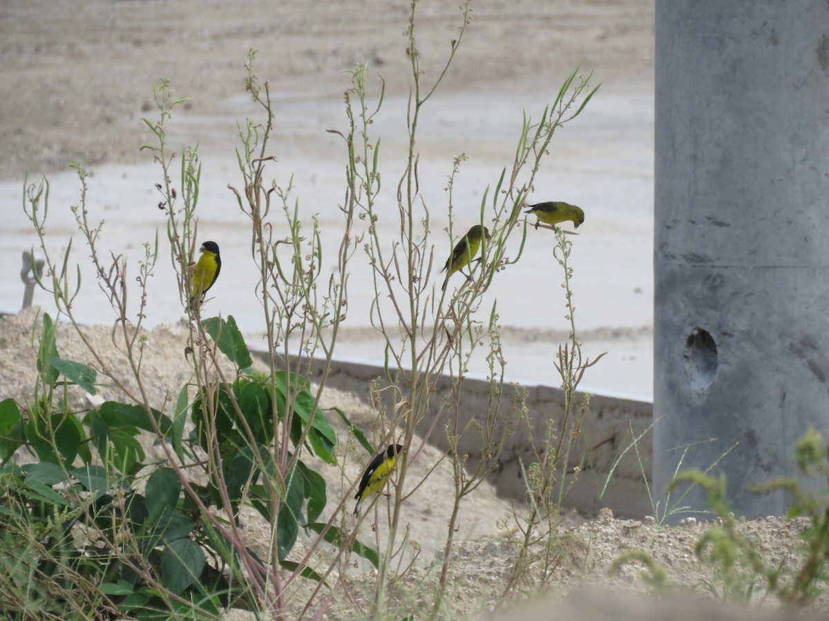 Lesser Goldfinch - ML620785306