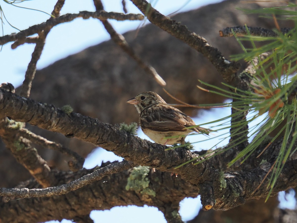 Vesper Sparrow - ML620785312