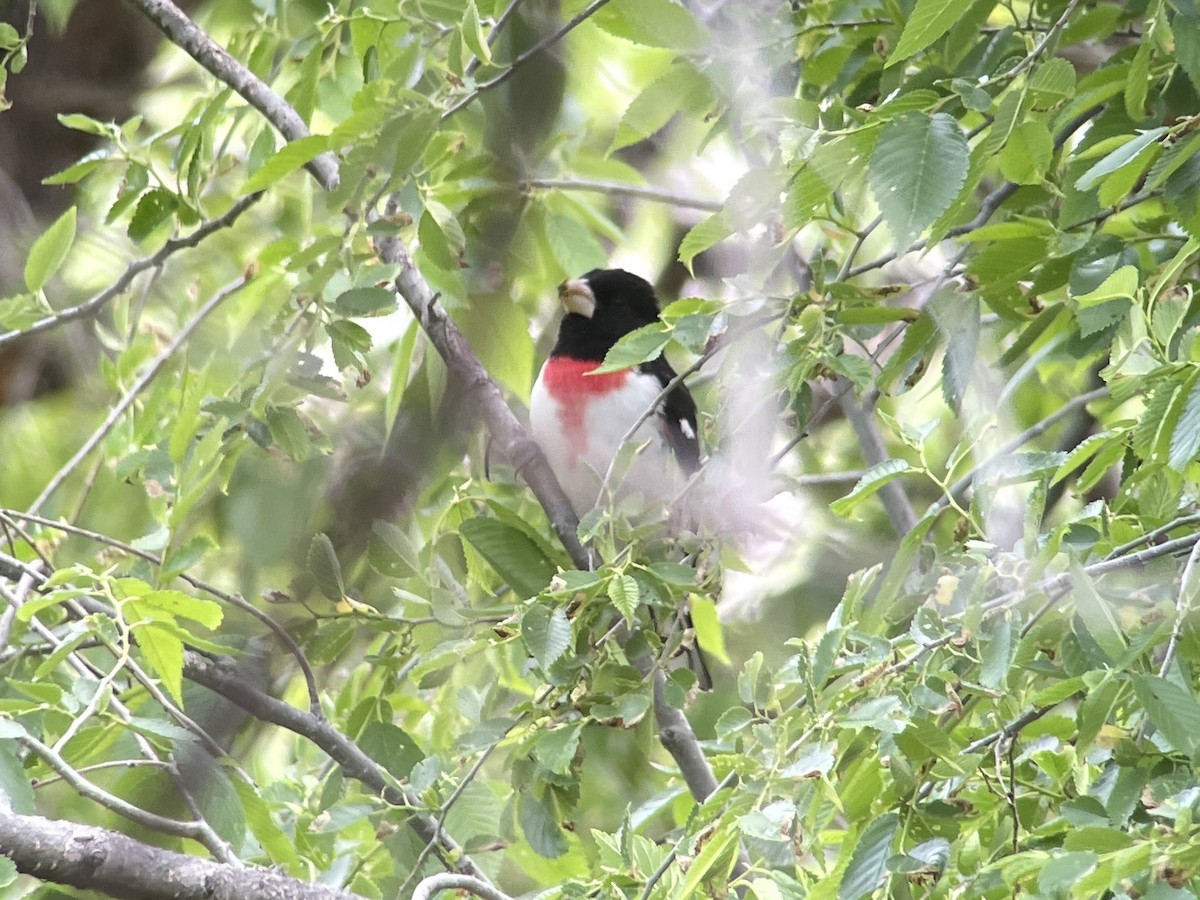 Cardinal à poitrine rose - ML620785314