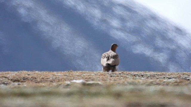 Tibetan Sandgrouse - ML620785320