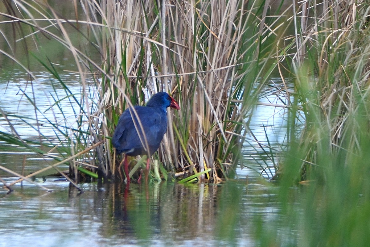 Western Swamphen - ML620785338