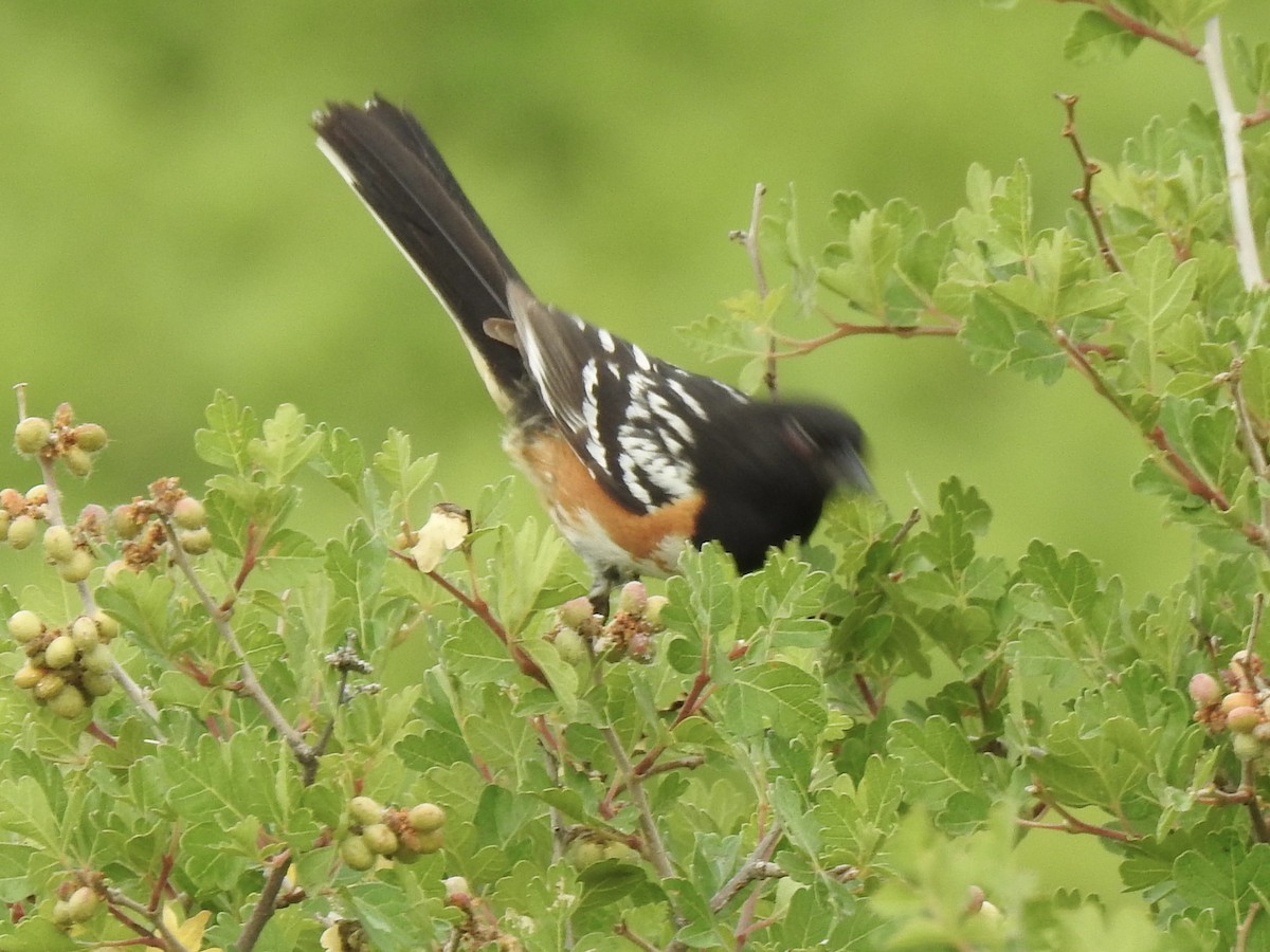 Spotted Towhee - ML620785343