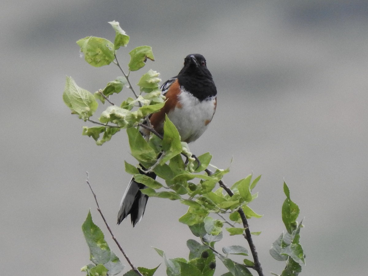 Spotted Towhee - ML620785344