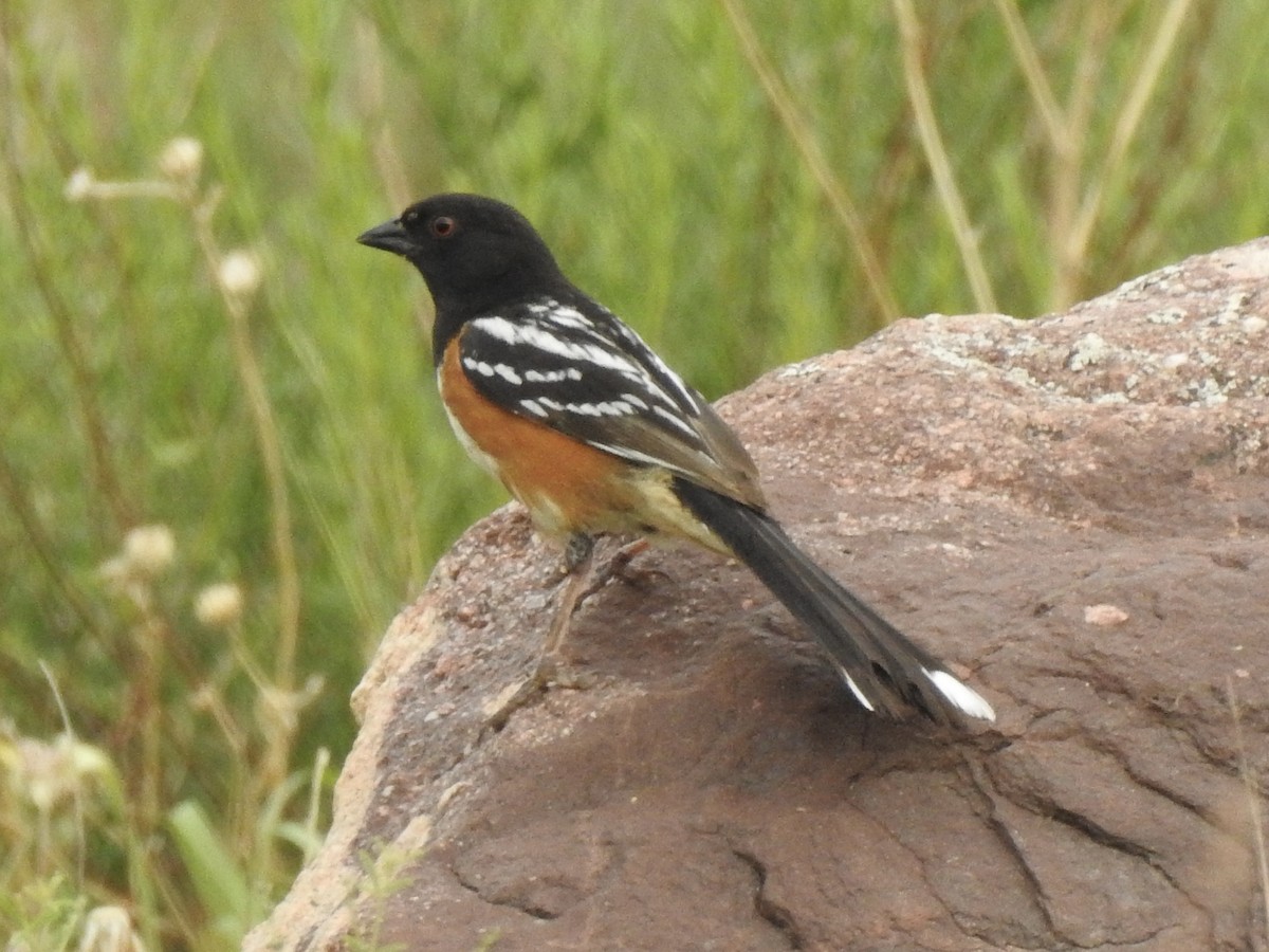 Spotted Towhee - ML620785345