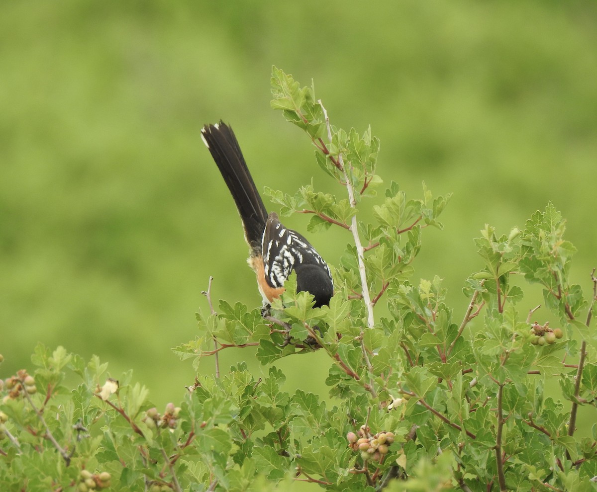 Spotted Towhee - ML620785346