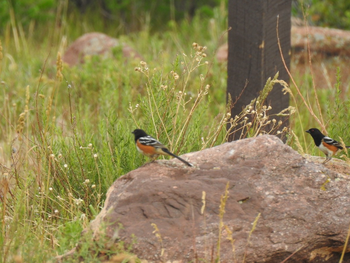 Spotted Towhee - ML620785348