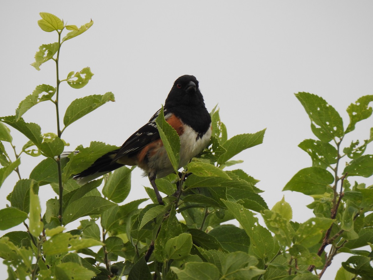 Spotted Towhee - ML620785349